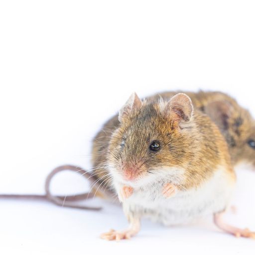 MICE