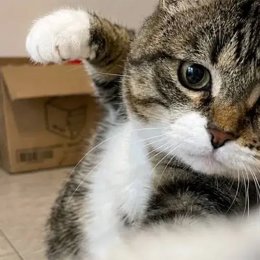 kawai