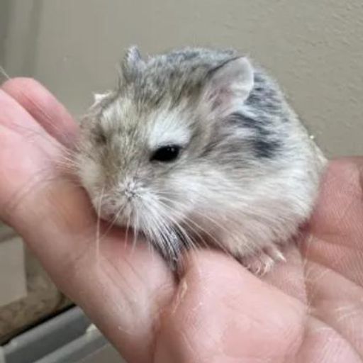 Chewie
