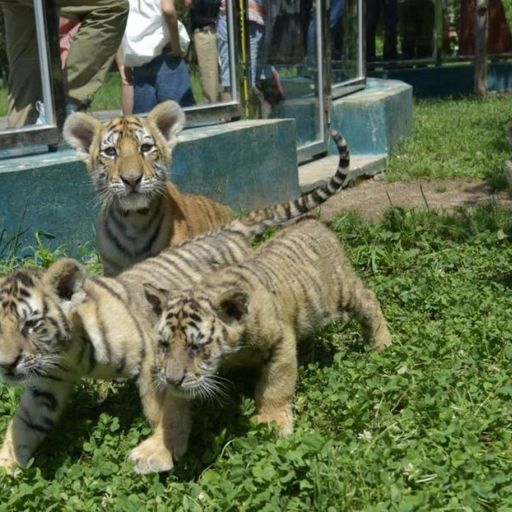 CHIATIGER