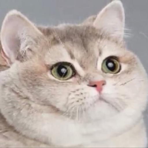 FATCAT