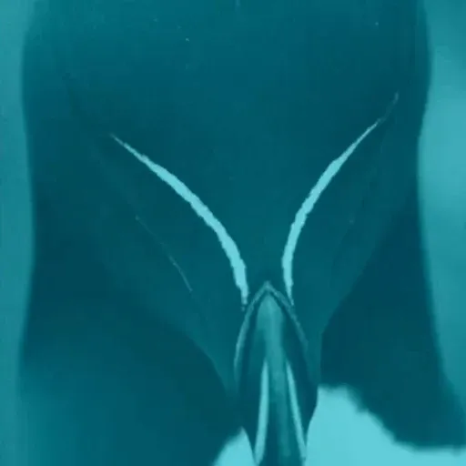 RAZORBILL