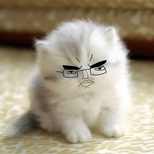 CHUDCAT
