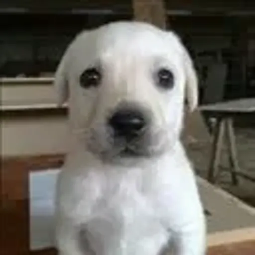 BRUNO