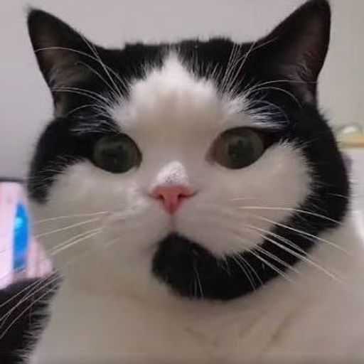 alo cat