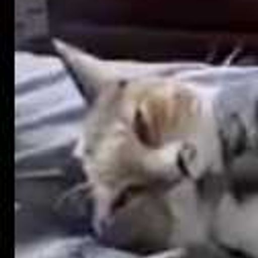 quakecat