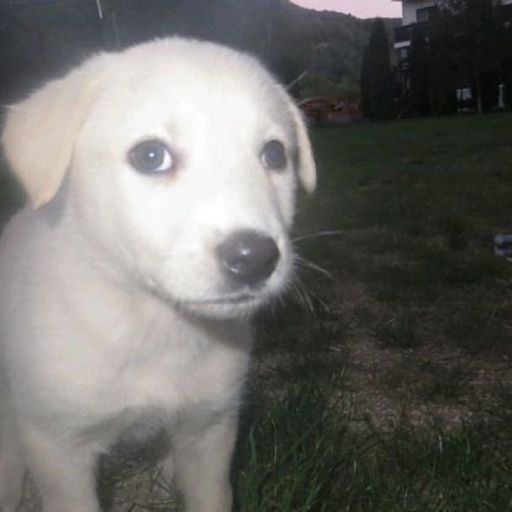 WILLY