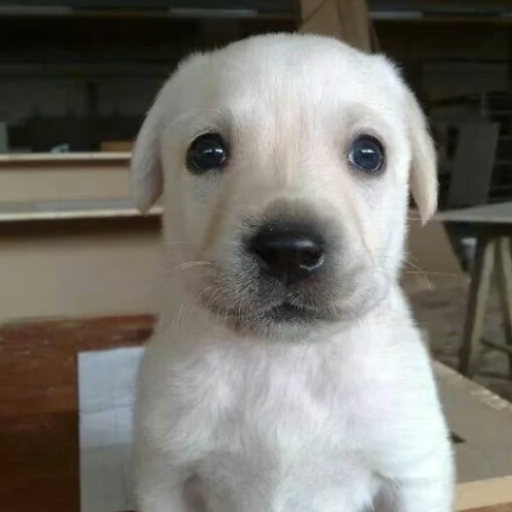 Milly