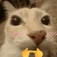 SHY CAT