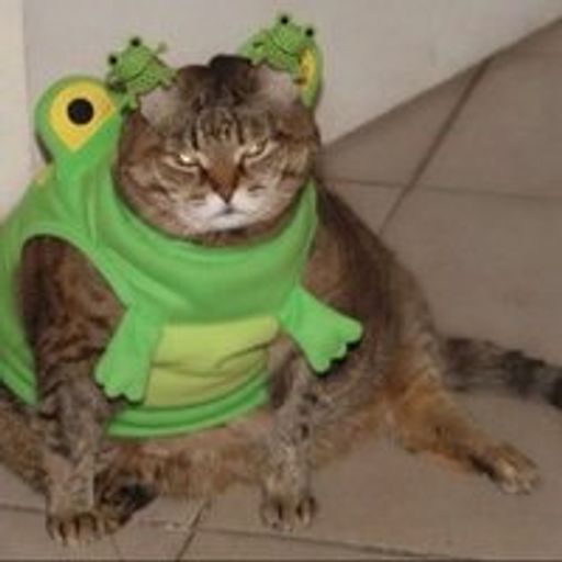 frogcat