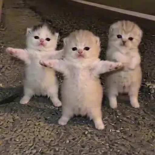 KITTENS