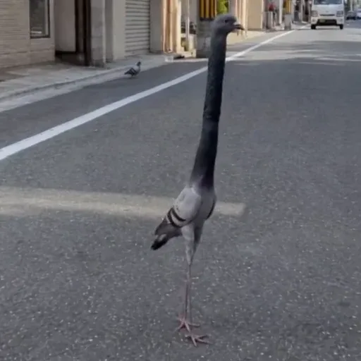 pigeooon