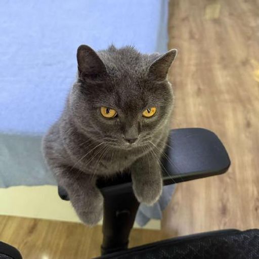 LULU