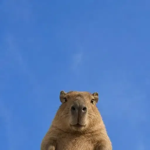 Robert