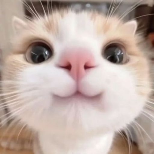 MEOWT