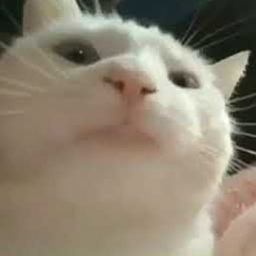 VIBE CAT