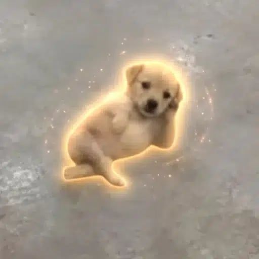 CHILLDOG