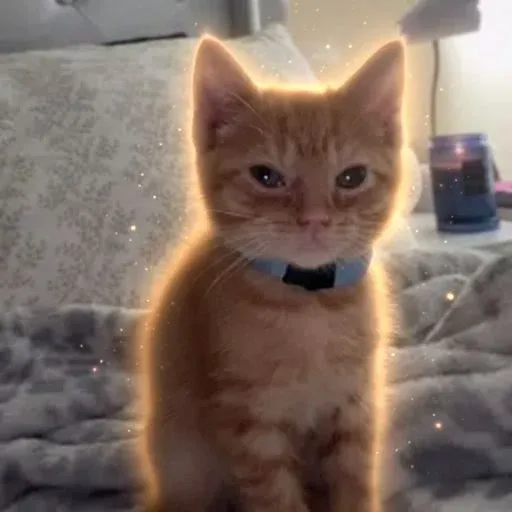 Simba
