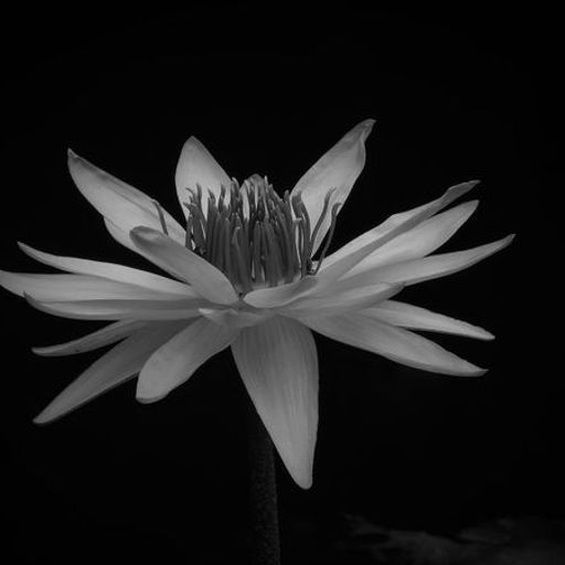 BLACKLOTUS