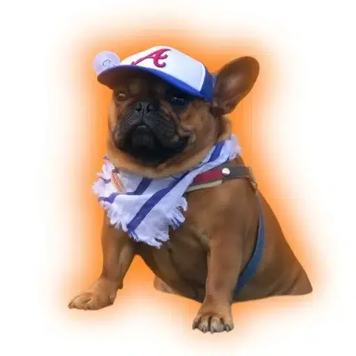 vibedog