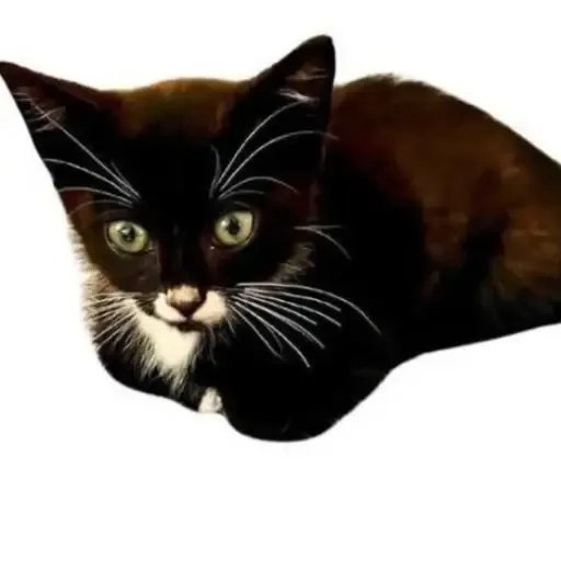 scrimpus