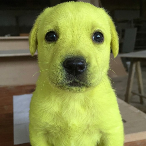 DOGONPONS