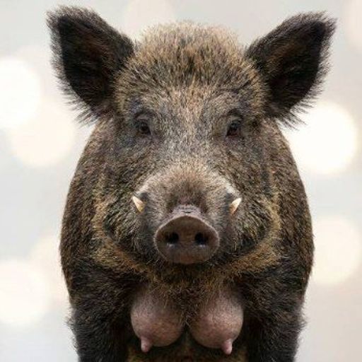 BOAR