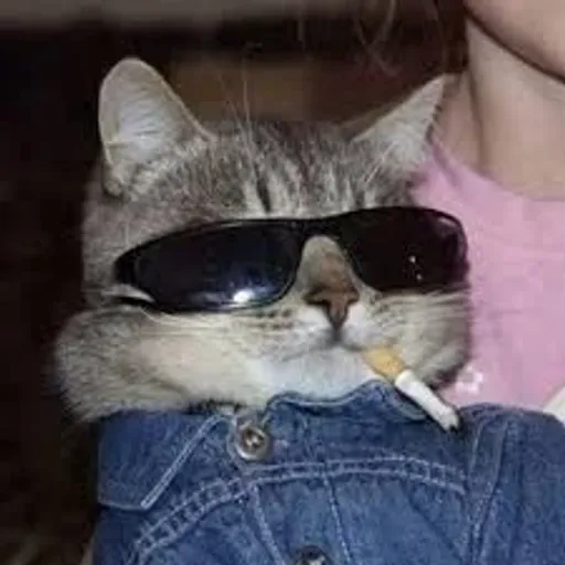 cigcat