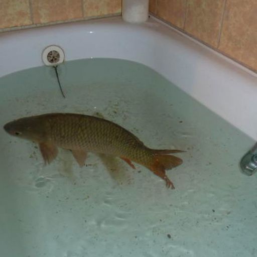 FISH