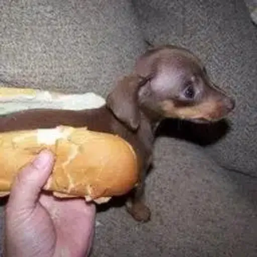 hotdoge