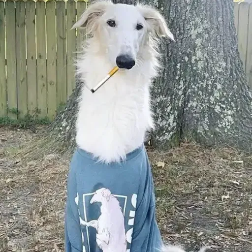 CIGDOG