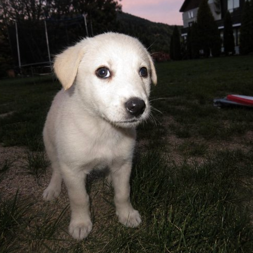 BRUNO