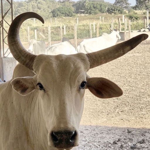 NIKEBULLX