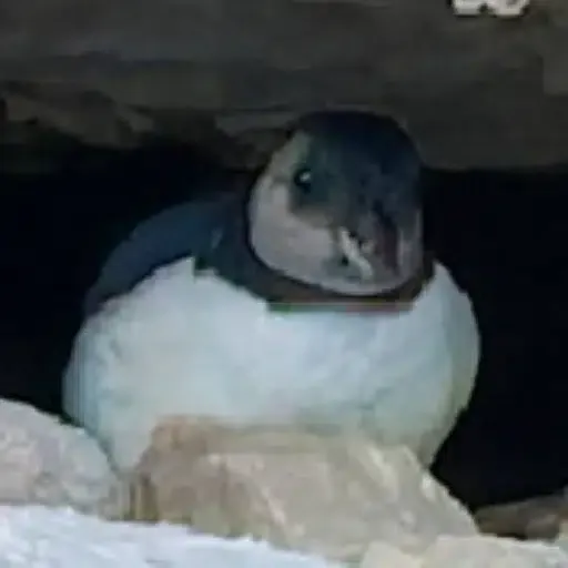 Puffling