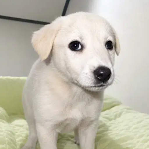 WILLY