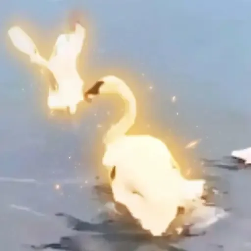 SWAN