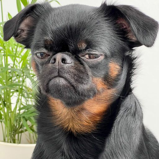 GRUMP