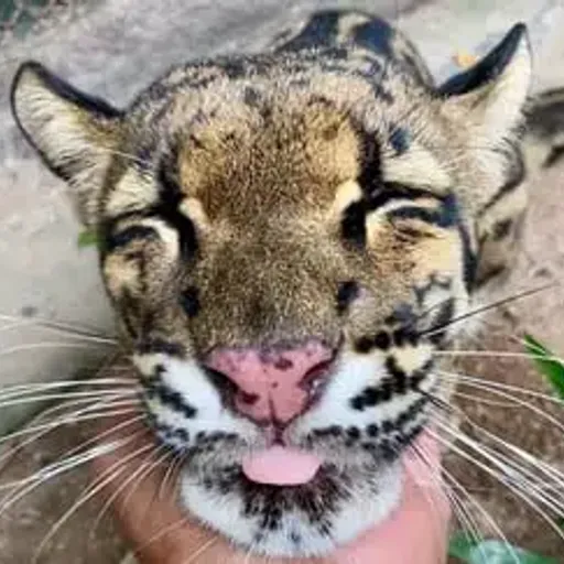 NONG NUENG
