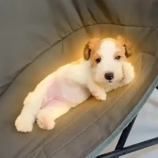 chilldog