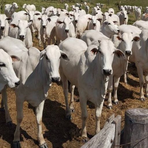 MOO