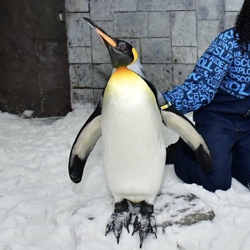 PENGUZILLA