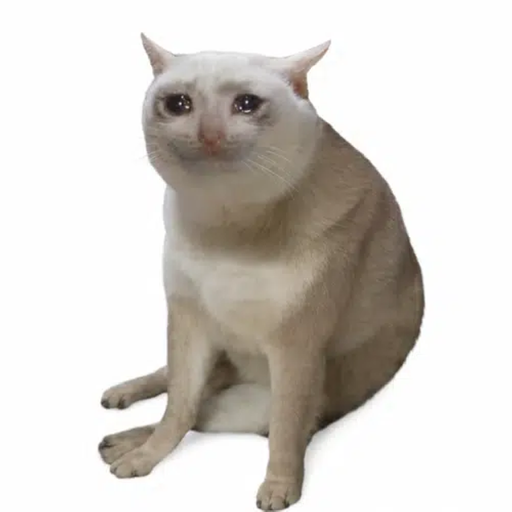 CASHCAT