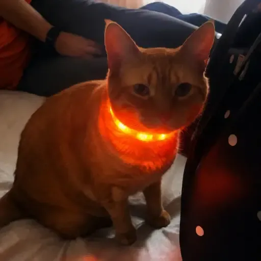 lightcat