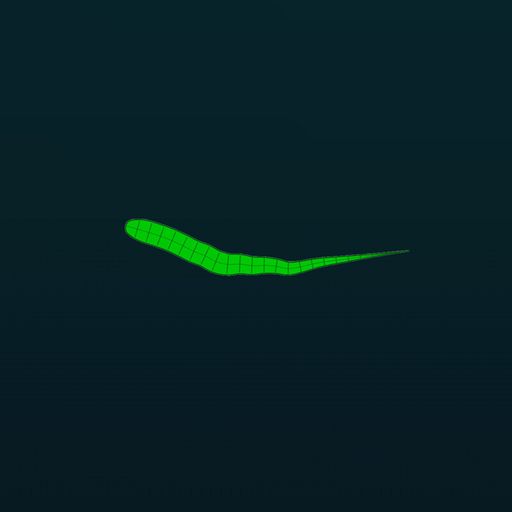 WORM