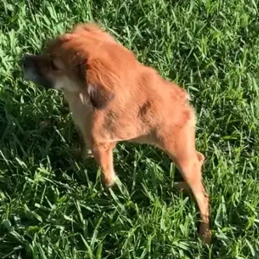 TILLY
