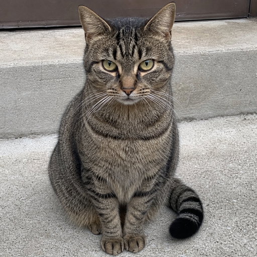 JUSTACAT