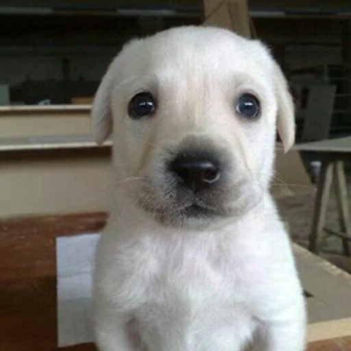 JOEY
