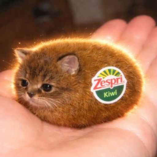 Kiwi