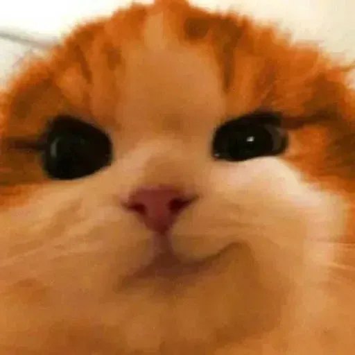 😼