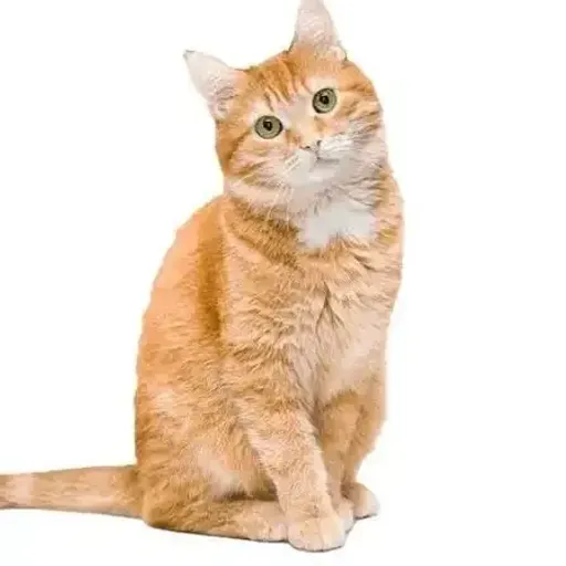 māo